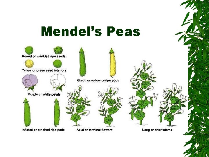 Mendel’s Peas 