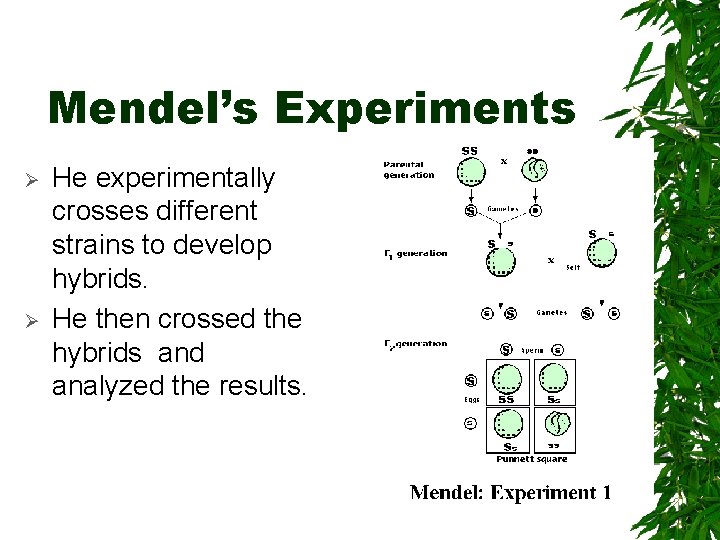 Mendel’s Experiments Ø Ø He experimentally crosses different strains to develop hybrids. He then