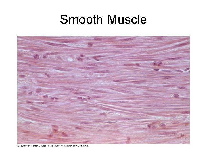 Smooth Muscle 