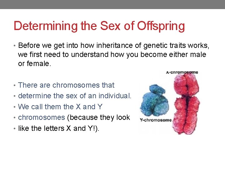 Determining the Sex of Offspring • Before we get into how inheritance of genetic