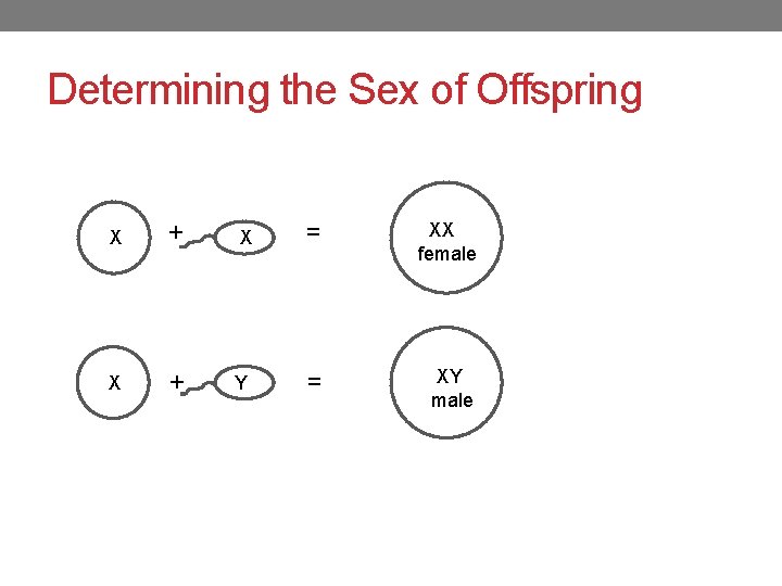 Determining the Sex of Offspring X + X = XX female X + Y