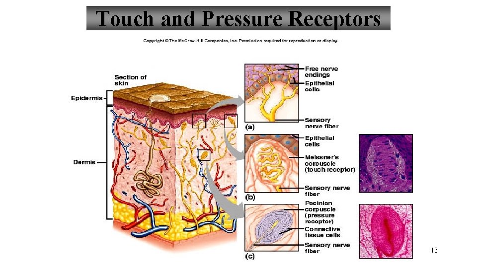 Touch and Pressure Receptors 13 