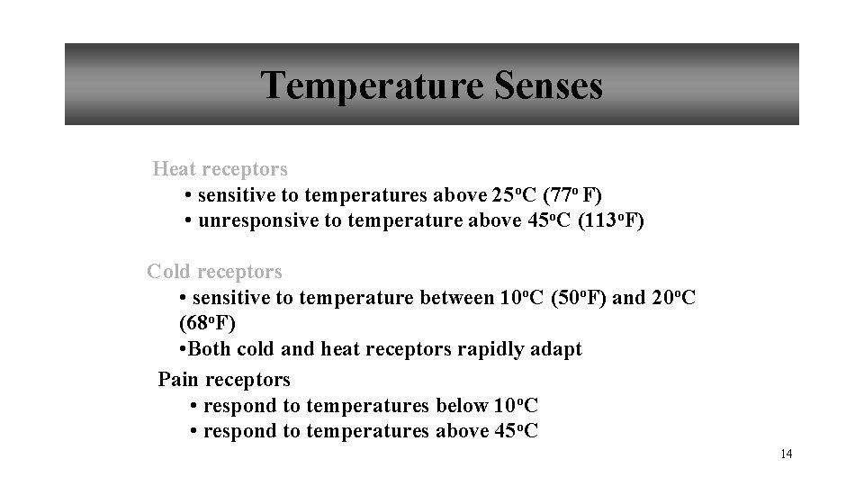 Temperature Senses Heat receptors • sensitive to temperatures above 25 o. C (77 o