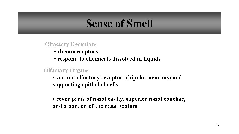 Sense of Smell Olfactory Receptors • chemoreceptors • respond to chemicals dissolved in liquids