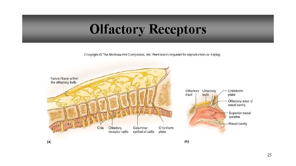 Olfactory Receptors 25 