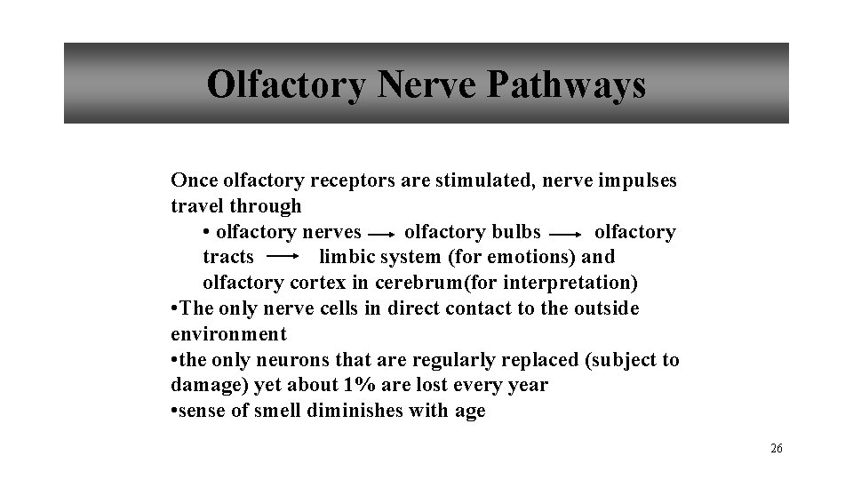 Olfactory Nerve Pathways Once olfactory receptors are stimulated, nerve impulses travel through • olfactory