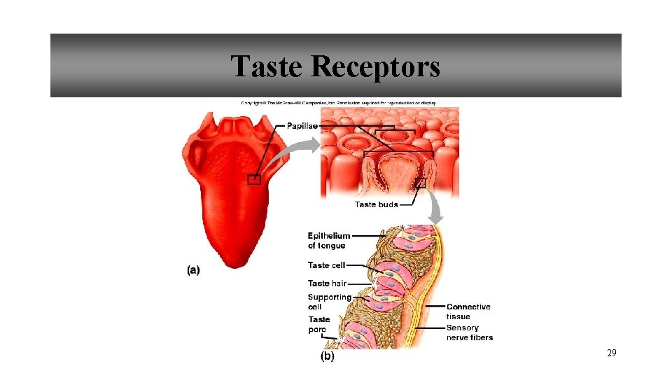 Taste Receptors 29 