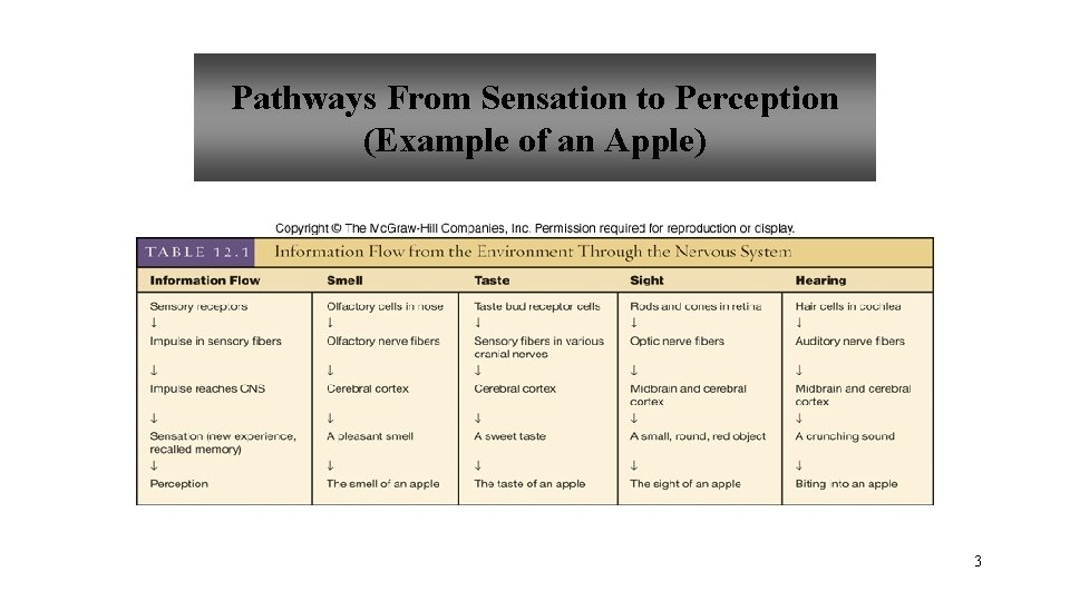 Pathways From Sensation to Perception (Example of an Apple) 3 