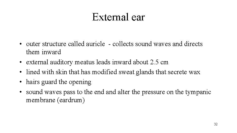 External ear • outer structure called auricle - collects sound waves and directs them