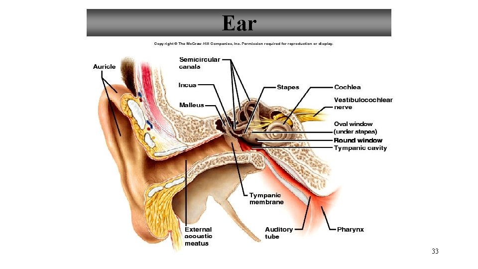 Ear 33 