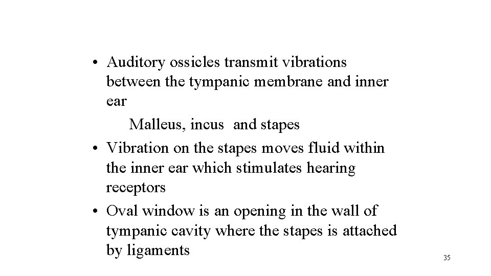 • Auditory ossicles transmit vibrations between the tympanic membrane and inner ear Malleus,