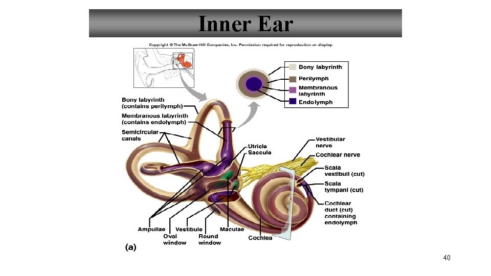 Inner Ear 40 