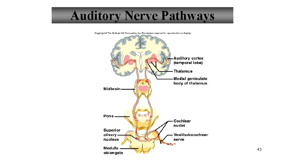 Auditory Nerve Pathways 43 