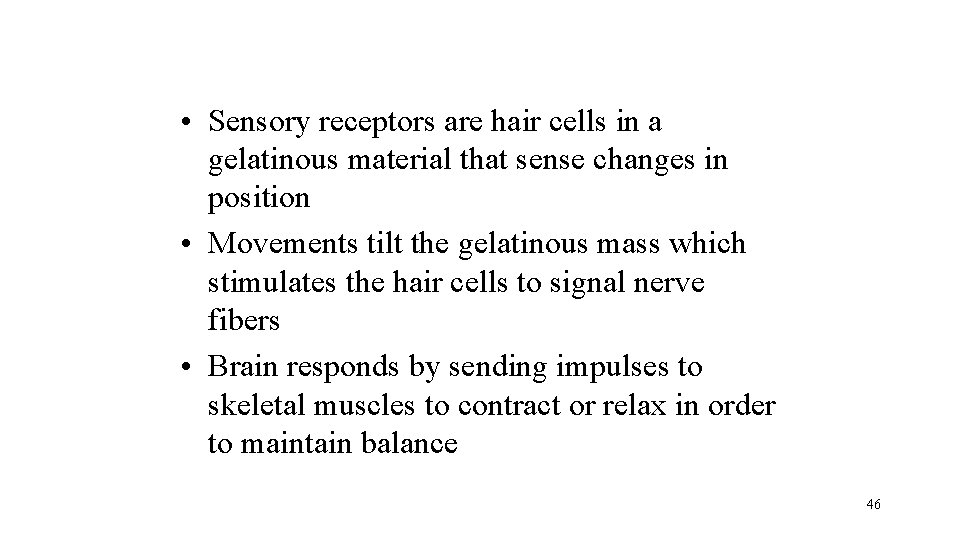  • Sensory receptors are hair cells in a gelatinous material that sense changes