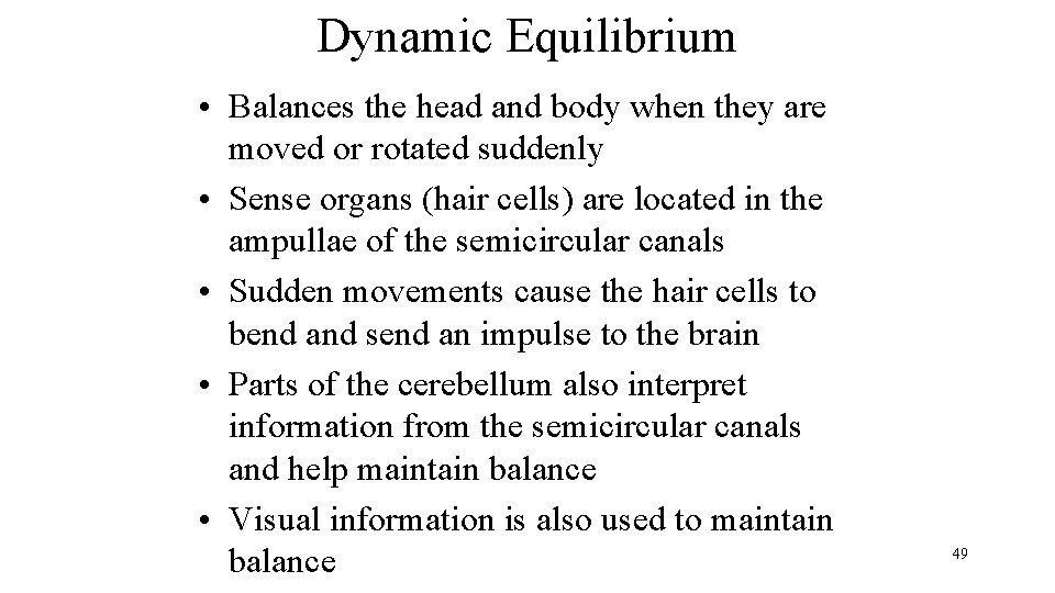 Dynamic Equilibrium • Balances the head and body when they are moved or rotated