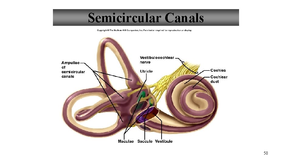 Semicircular Canals 50 