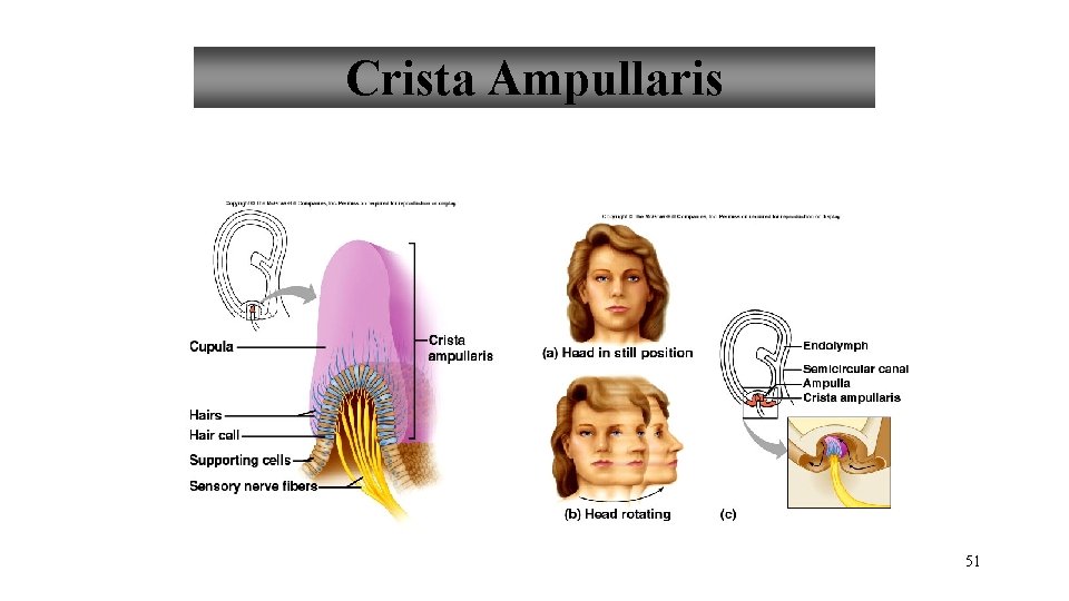 Crista Ampullaris 51 