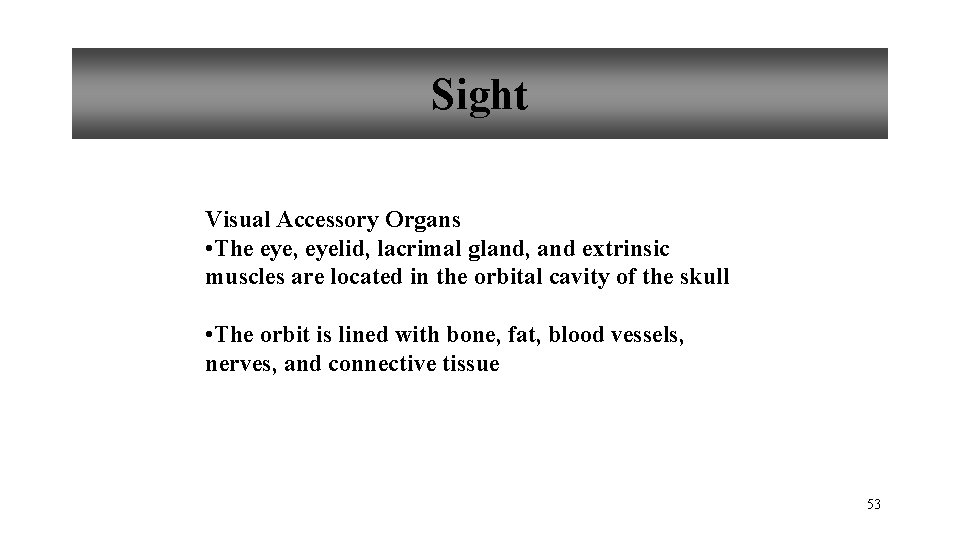 Sight Visual Accessory Organs • The eye, eyelid, lacrimal gland, and extrinsic muscles are