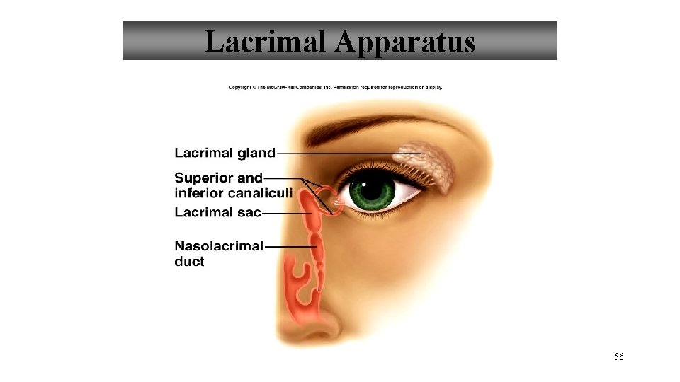 Lacrimal Apparatus 56 