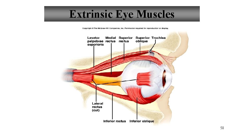 Extrinsic Eye Muscles 58 