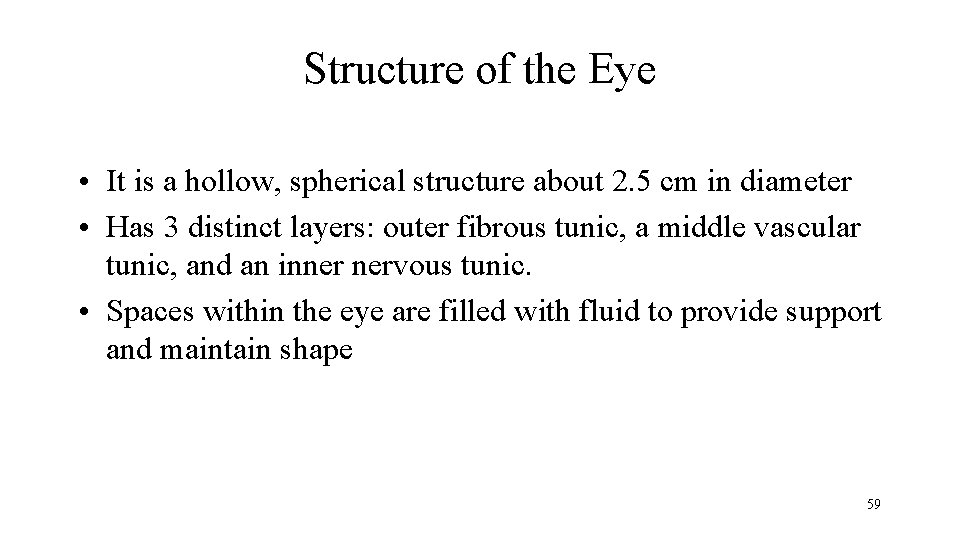 Structure of the Eye • It is a hollow, spherical structure about 2. 5