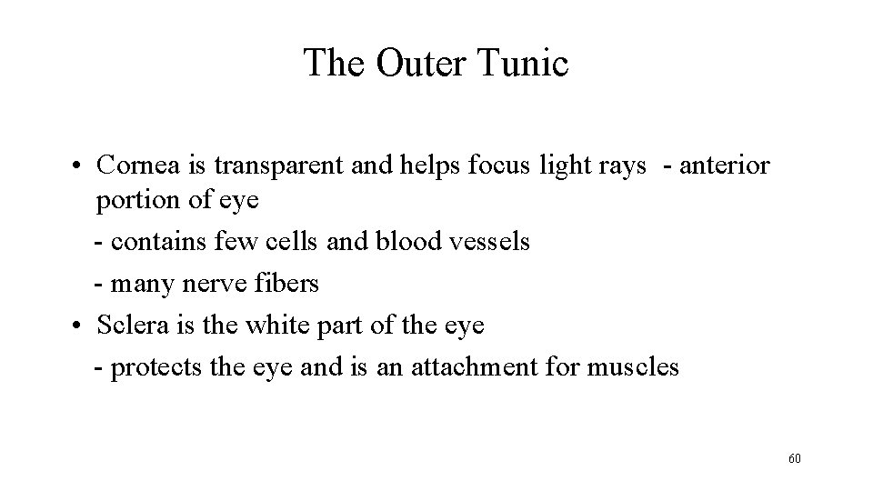 The Outer Tunic • Cornea is transparent and helps focus light rays - anterior