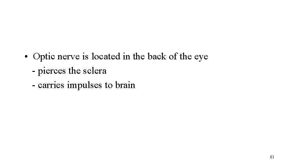  • Optic nerve is located in the back of the eye - pierces