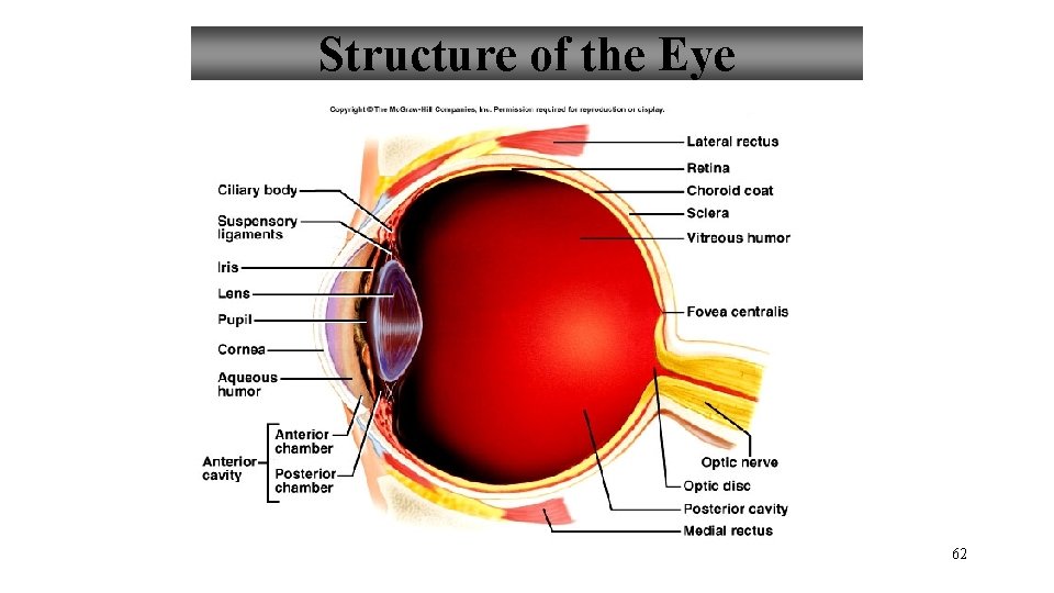 Structure of the Eye 62 