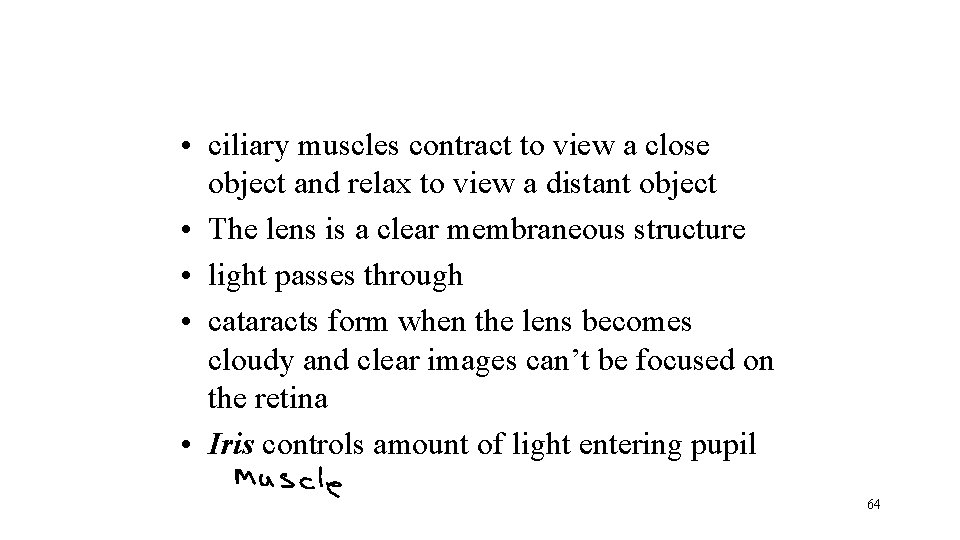  • ciliary muscles contract to view a close object and relax to view