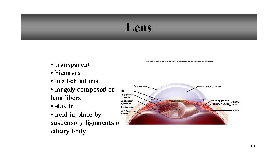 Lens • transparent • biconvex • lies behind iris • largely composed of lens