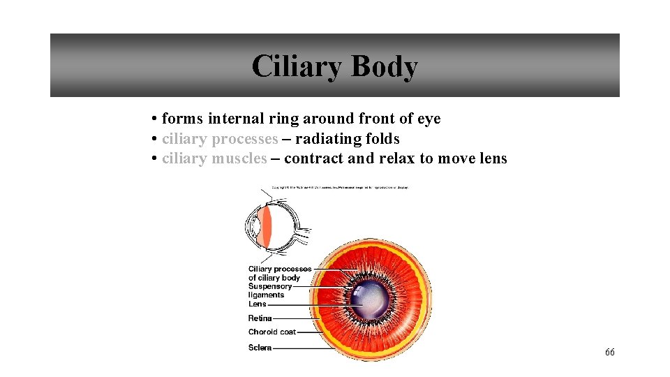 Ciliary Body • forms internal ring around front of eye • ciliary processes –