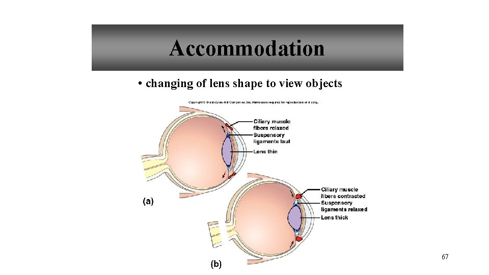 Accommodation • changing of lens shape to view objects 67 