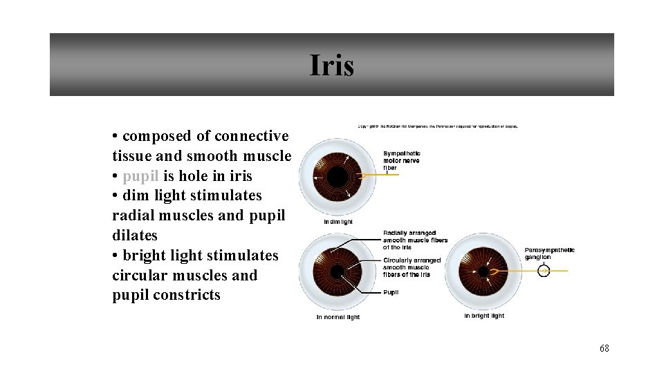 Iris • composed of connective tissue and smooth muscle • pupil is hole in