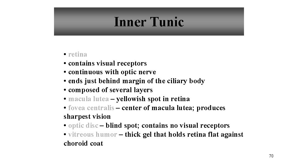 Inner Tunic • retina • contains visual receptors • continuous with optic nerve •