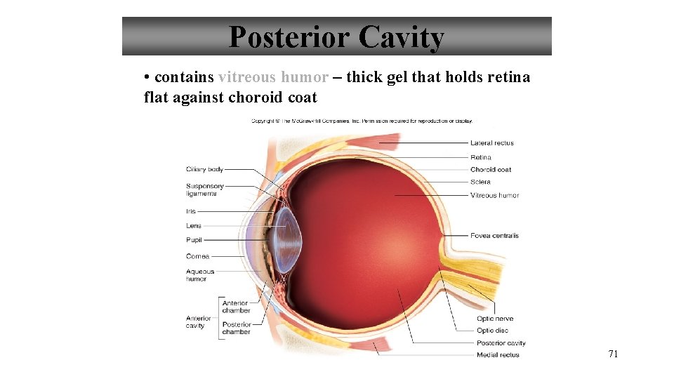 Posterior Cavity • contains vitreous humor – thick gel that holds retina flat against