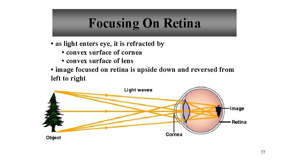 Focusing On Retina • as light enters eye, it is refracted by • convex