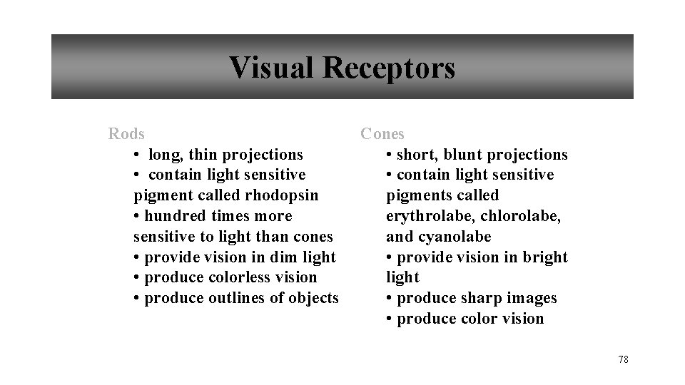 Visual Receptors Rods • long, thin projections • contain light sensitive pigment called rhodopsin