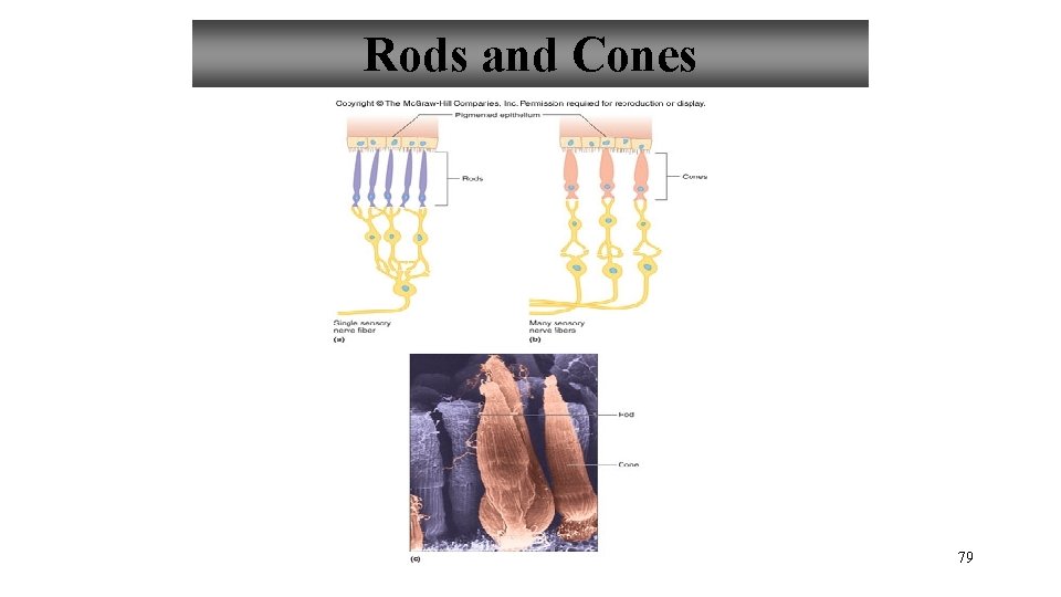 Rods and Cones 79 