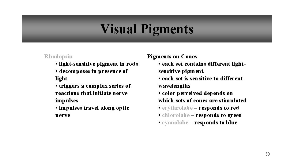 Visual Pigments Rhodopsin • light-sensitive pigment in rods • decomposes in presence of light