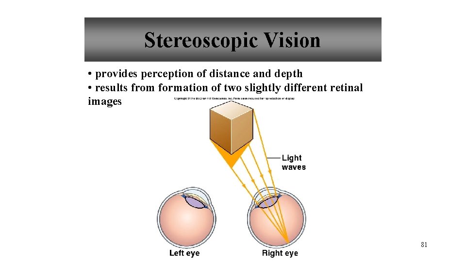 Stereoscopic Vision • provides perception of distance and depth • results from formation of