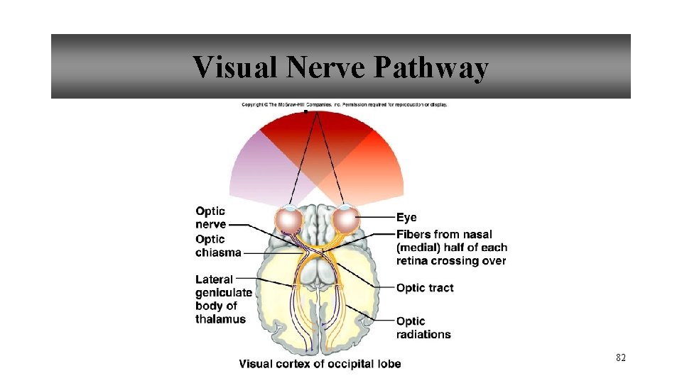Visual Nerve Pathway 82 