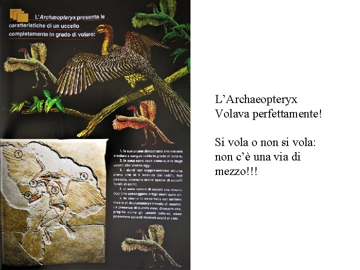 L’Archaeopteryx Volava perfettamente! Si vola o non si vola: non c’è una via di