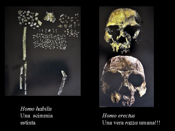 Homo habilis Una scimmia estinta Homo erectus Una vera razza umana!!! 