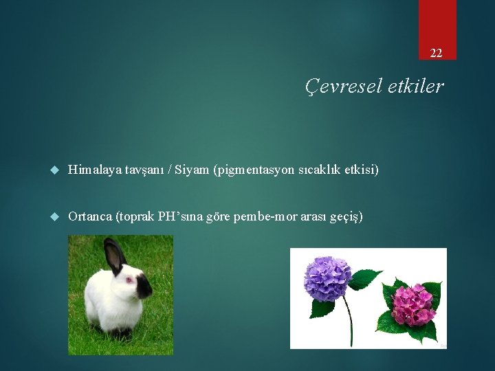 22 Çevresel etkiler Himalaya tavşanı / Siyam (pigmentasyon sıcaklık etkisi) Ortanca (toprak PH’sına göre