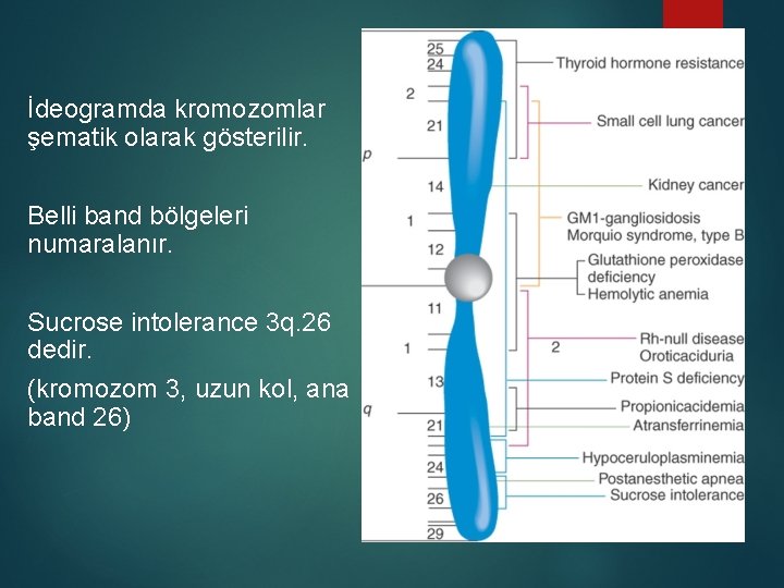 İdeogramda kromozomlar şematik olarak gösterilir. Belli band bölgeleri numaralanır. Sucrose intolerance 3 q. 26