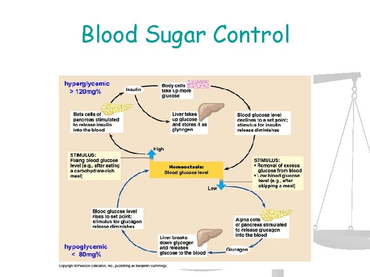 Blood Sugar Control 