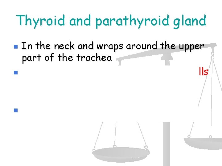 Thyroid and parathyroid gland n n n In the neck and wraps around the