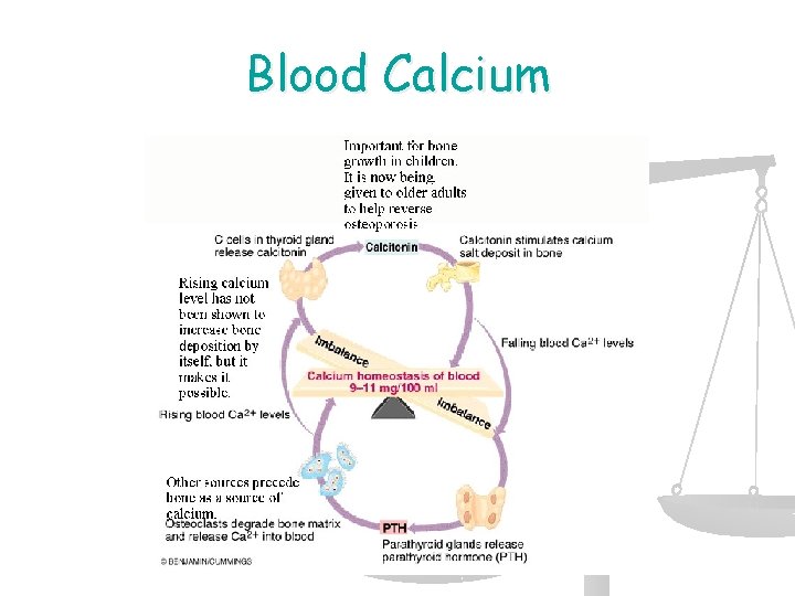 Blood Calcium 