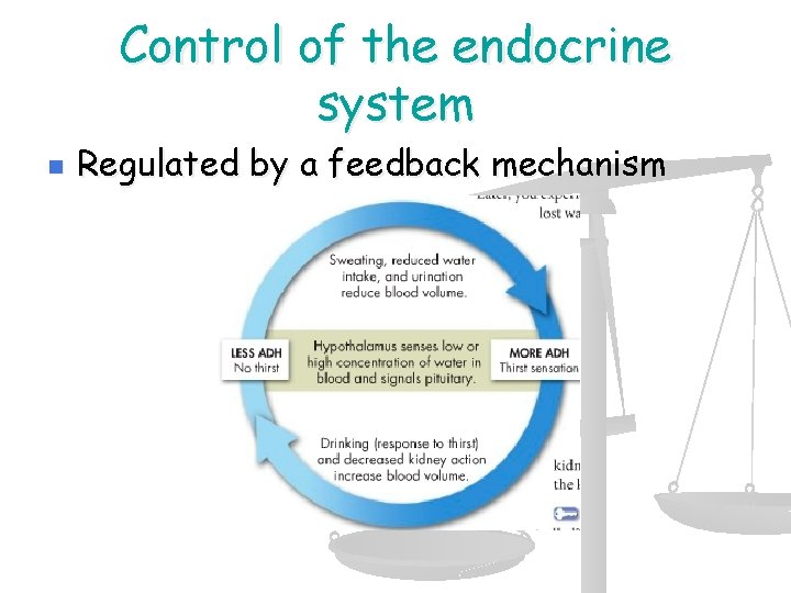 Control of the endocrine system n Regulated by a feedback mechanism 