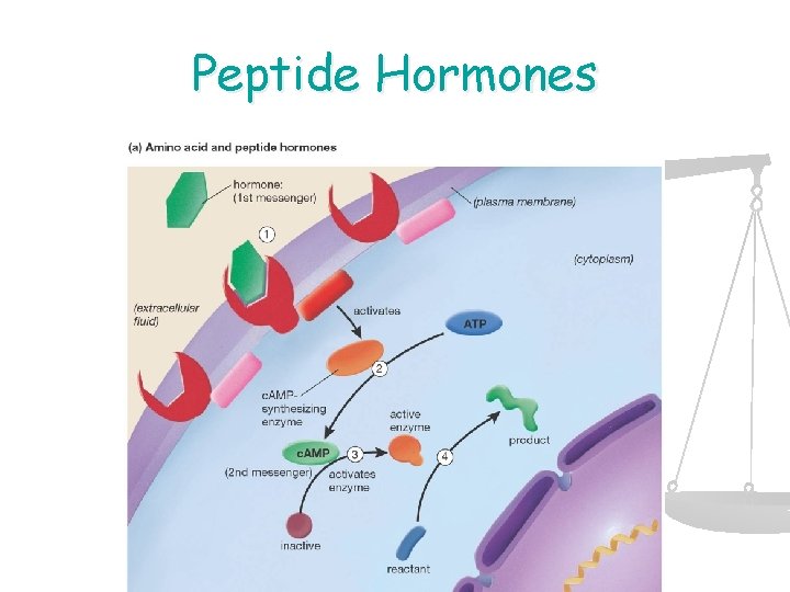 Peptide Hormones 
